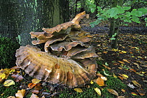 Giant polypore bracket fungus (Meripilus / Polyporus giganteus) growing from base of beech tree (Fagus sylvatica), Belgium