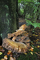 Giant polypore bracket fungus (Meripilus / Polyporus giganteus) growing from base of beech tree (Fagus sylvatica), Belgium