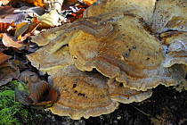 Giant polypore bracket fungus (Meripilus / Polyporus giganteus) close up, Belgium