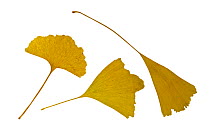 Ginkgo / Maidenhair tree (Ginkgo biloba) leaves in autumn colours, native to China