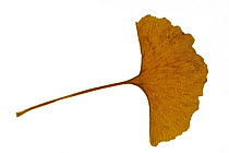 Ginkgo / Maidenhair tree (Ginkgo biloba) leaf in autumn colours, native to China