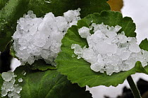 Hailstones on leaf after hailstorm, Belgium