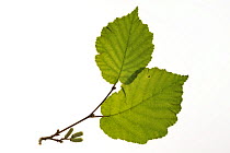 Hazel leaf and catkins (Corylus avellana), Belgium