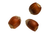Hazelnuts (Corylus avellana), Belgium