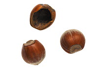 Hazelnuts (Corylus avellana) eaten by wood mouse, Belgium