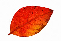 Highbush / Swamp blueberry (Vaccinium corymbosum) leaf in autumn colours, native to North America