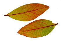 Highbush / Swamp blueberry (Vaccinium corymbosum) leaves turning colour in autumn, native to North America
