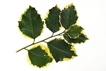 Variegated Holly leaves (Ilex aquifolium), Belgium