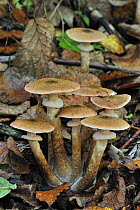 Honey Fungus (Armillaria mellea) toadstools at base of infected tree, Belgium