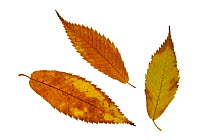 Hornbeam maple (Acer carpinifolium) leaves in autumn colours, native to Japan
