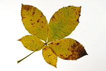 Horse chestnut (Aesculus hippocastanum) leaves in autumn colours, Belgium