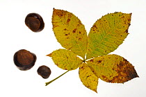 Horse chestnut (Aesculus hippocastanum) conkers and leaves in autumn colours, Belgium