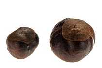 Horse chestnut nuts / conkers (Aesculus hippocastanum), Belgium