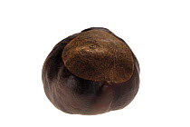 Horse chestnut nuts /conkers (Aesculus hippocastanum), Belgium
