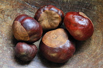 Horse chestnut nuts /conkers (Aesculus hippocastanum), Belgium