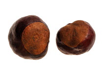 Horse chestnut nuts / conkers (Aesculus hippocastanum), Belgium
