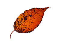 Japanese / Hill / Oriental cherry (Prunus serrulata) leaf in autumn colours, native to Japan, Korea and China