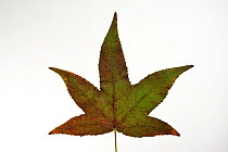 Japanese maple leaf (Acer palmatum) in autumn colours, native to Japan and Korea