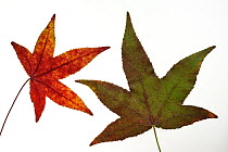 Japanese maple leaves (Acer palmatum) in autumn colours, native to Japan and Korea