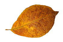 Magnolia {Magnolia sp} leaf in autumn colours, native to China