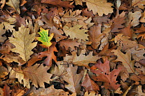 Fallen Northern red oak leaves (Quercus rubra) on forest floor in autumn, Belgium