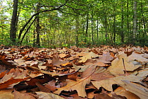 Fallen Northern red oak leaves (Quercus rubra) on forest floor in autumn, Belgium