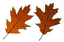 Northern red oak (Quercus rubra) leaves in autumn colours, native to North America