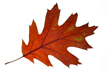 Northern red oak / Champion oak (Quercus rubra) leaf in autumn colours, native to North America