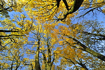 Looking up through the canopy of Norway maple trees (Acer platanoides) in autumn colours, Belgium
