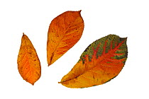 Oriental photinia (Photinia villosa) leaves in autumn colours, native to China, Japan and the Himalayas