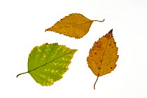 Paper / American white / Canoe birch (Betula papyrifera) leaves in autumn colours showing colour change, native to northern North America