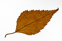 Paper / American white / Canoe birch (Betula papyrifera) leaf in autumn colour, native to northern North America
