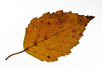 Paper / American white / Canoe birch (Betula papyrifera) leaf in autumn colour, native to northern North America