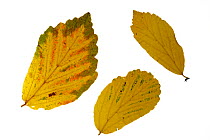 Persian ironwood (Parrotia persica) leaves in autumn colours, native to Iran