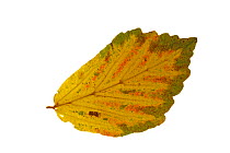 Persian ironwood (Parrotia persica) leaf in autumn colours, native to Iran