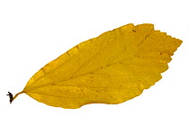 Persian ironwood (Parrotia persica) leaf in autumn colours, native to Iran