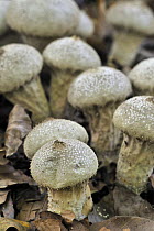 Pestle puffball fungus (Handkea / Calvatia excipuliformis) Belgium
