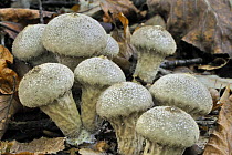 Pestle puffball fungus (Handkea / Calvatia excipuliformis), Belgium