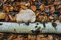 Birch Bracket fungus / Razor strop (Piptoporus betulinus) on fallen Birch tree among autumn leaves, Belgium
