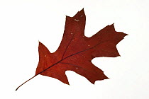 Scarlet oak (Quercus coccinea) leaf in autumn colours, native to North America