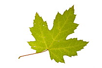 Silver / Creek / River maple (Acer saccharinum) leaf in autumn colours, native to eastern North America