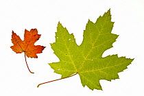 Silver / Creek / River maple (Acer saccharinum) leaf in autumn colours, native to eastern North America