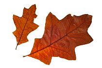 Southern red / Spanish / Swamp red oak (Quercus falcata) leaves in autumn colours, native to the southeastern United States