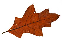 Southern red / Spanish / Swamp red oak (Quercus falcata) leaves in autumn colours, native to the southeastern United States