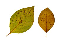 Spicebush (Lindera reflexa) leaves in autumn colours, native to China