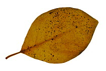 Spicebush (Lindera reflexa) leaf in autumn colours, native to China