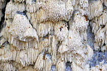 Split porecrust fungus (Schizopora paradoxa) growing on tree trunk, Belgium