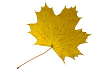 Sugar maple (Acer saccharum) leaf in autumn colours, native to North America