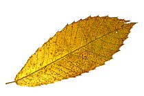 Sweet / Spanish chestnut (Castanea sativa) leaf in autumn colours, Europe