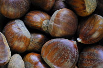 Sweet chestnuts (Castanea sativa), Europa
